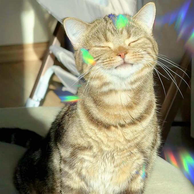 59 Pieces Star Moon Cat Sun Catcher Window Clings for Glass Windows, Anti-Collision Stickers Decals Prevent Bird Strikes,Rainbow Prismatic Window Clings Non Adhesive