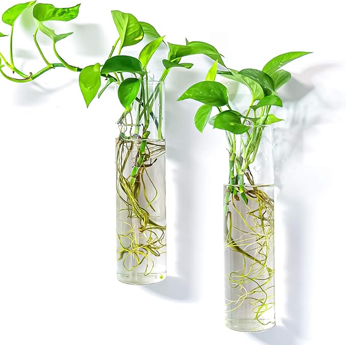 Kingbuy Wall-Mounted Plant Terrarium Propagation Station - 2 Cylinder Hanging Glass Tubes Planter for Hydroponic Plants, Indoor Wall Vases & Decorative Plant Holder Bathroom Office Living Room Decor